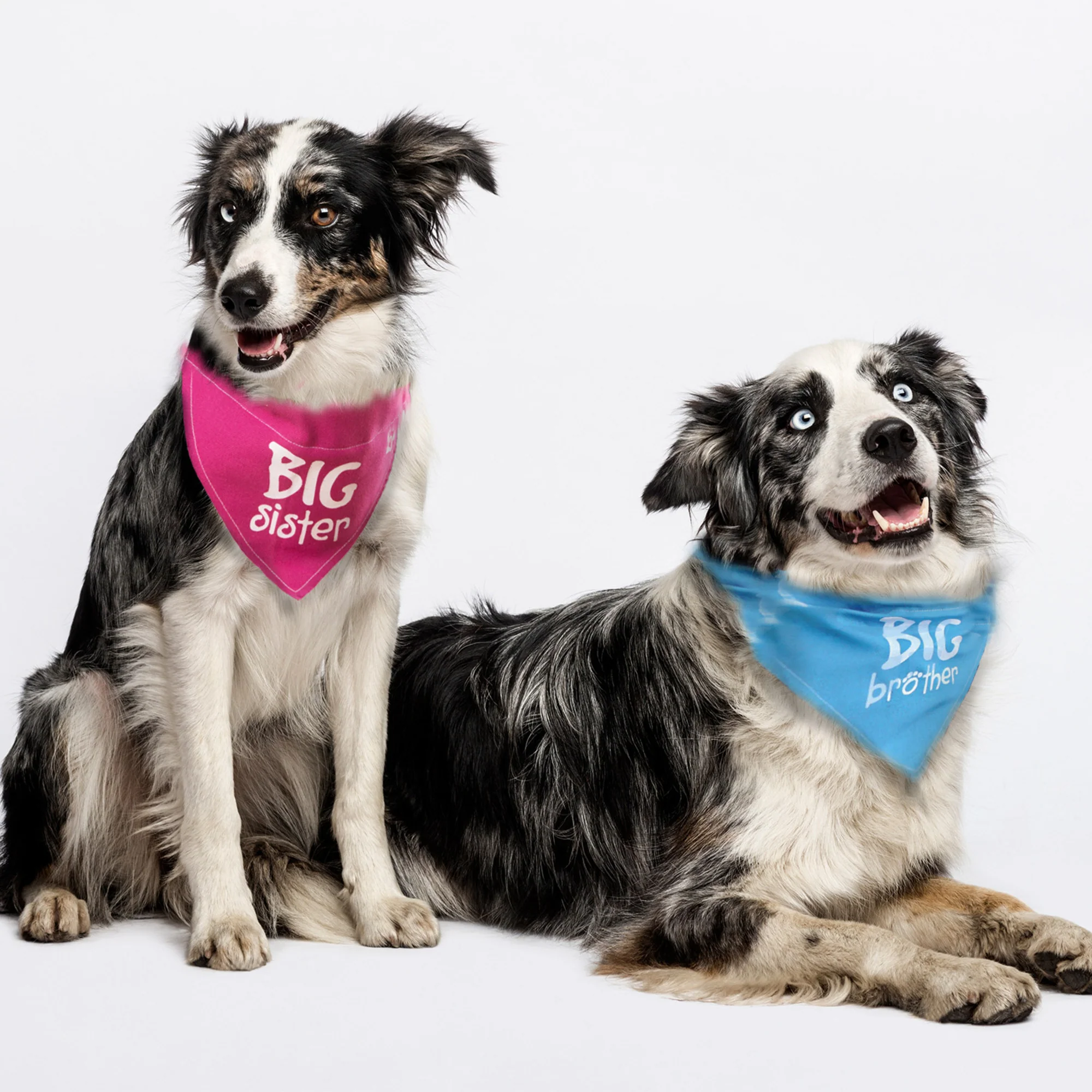 Big Brother 12" x 8" Canvas Slip on Pet Bandana - Image 4
